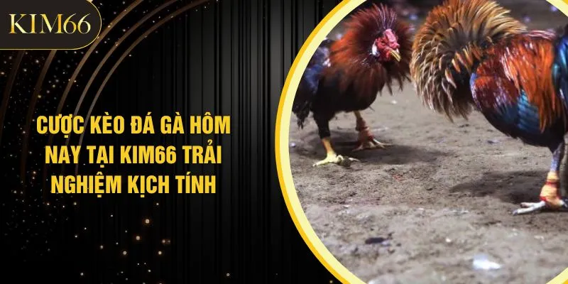 Cược kèo đá gà hôm nay tại KIM66 được cập nhật liên tục, phân tích chi tiết từng loại kèo, giúp người chơi theo dõi trận đấu và lựa chọn phương án hợp lý.