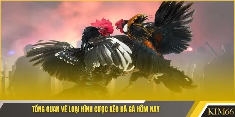 Tổng quan về loại hình cược kèo đá gà hôm nay